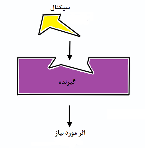 عملکرد گیرنده هورمونی