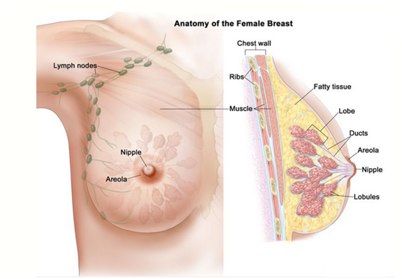 آناتومی پستان